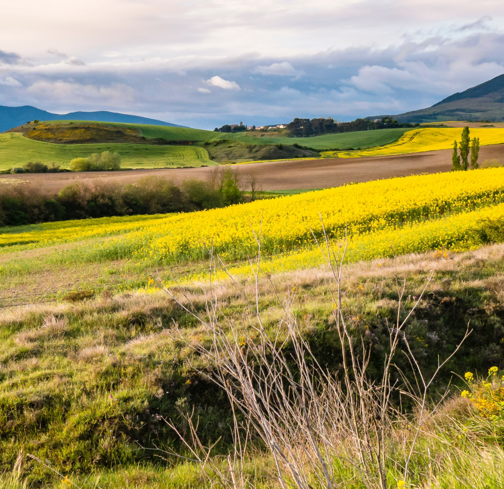 El Camino de Santiago